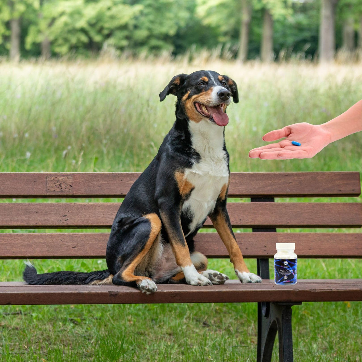 Dr. Fossum's Pet Care CogniCaps Dog Dementia Cognitive Support - 60 Capsules - image 6