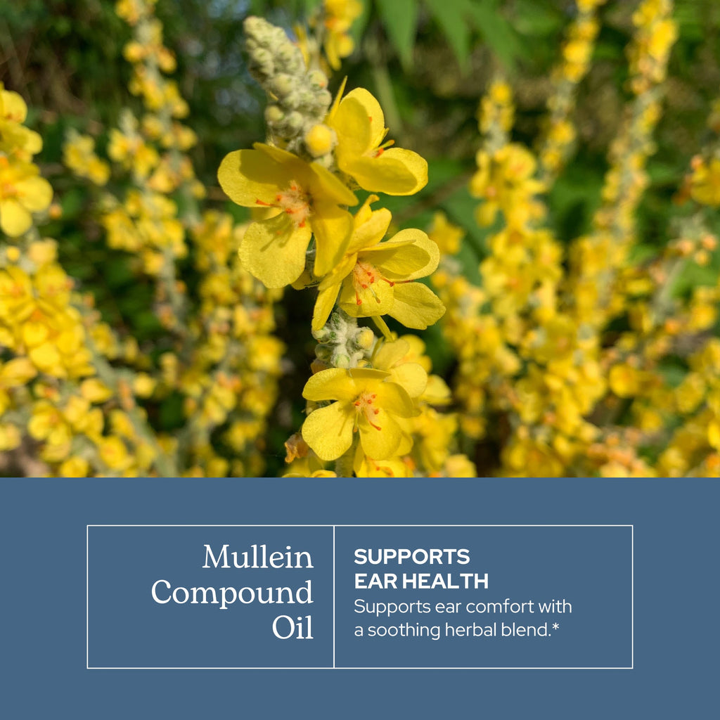 Eclectic Herb Mullein Compound Oil Ear Drops - 1 fl oz - image 3