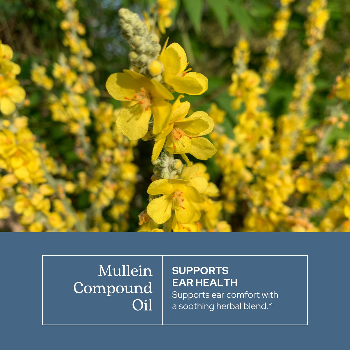Eclectic Herb Mullein Compound Oil Ear Drops - 1 fl oz - image 3