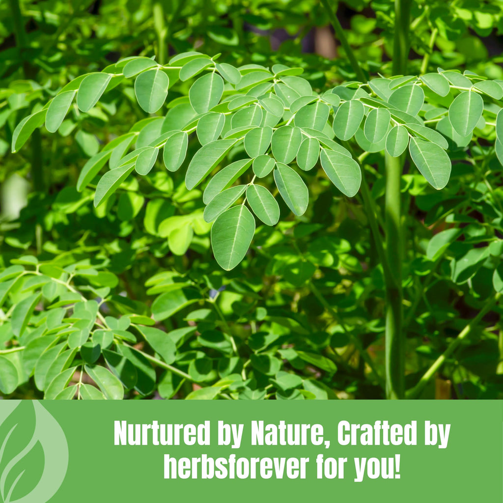 Herbsforever Moringa Oleifera Leaf Powder Supergreen - 230g - image 8