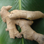 Mall~Kerala Live Ginger Rhizomes for Growing - 10 Count - image 3
