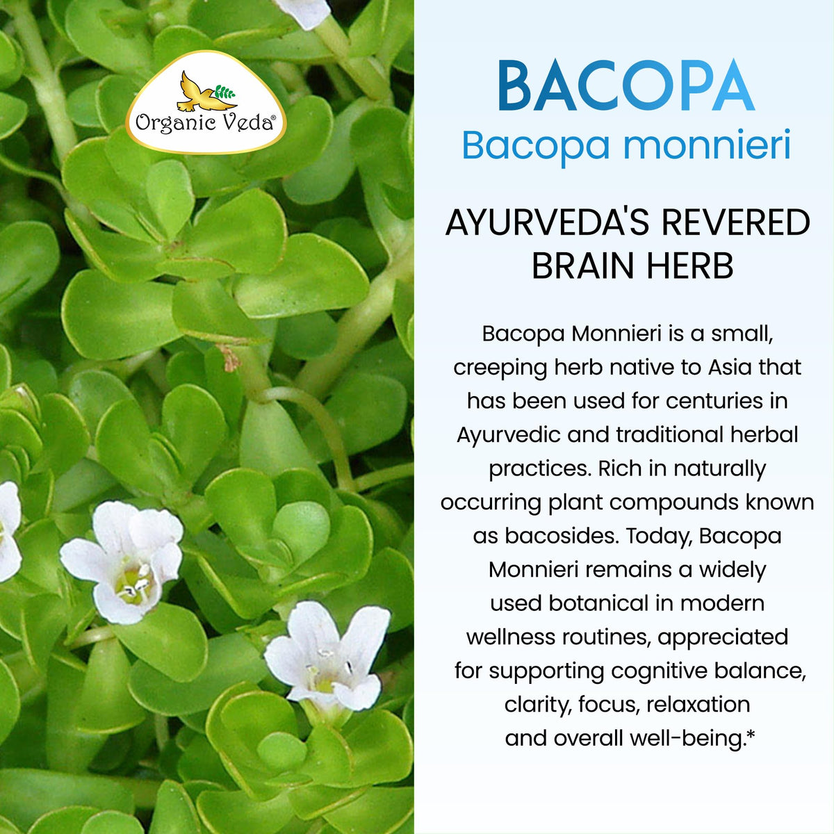 Organic Veda Bacopa Monnieri Brahmi Supplement - 120 Vegan Capsules - image 9