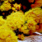 Seachem Reef Advantage Magnesium - 1.2 kg - image 2