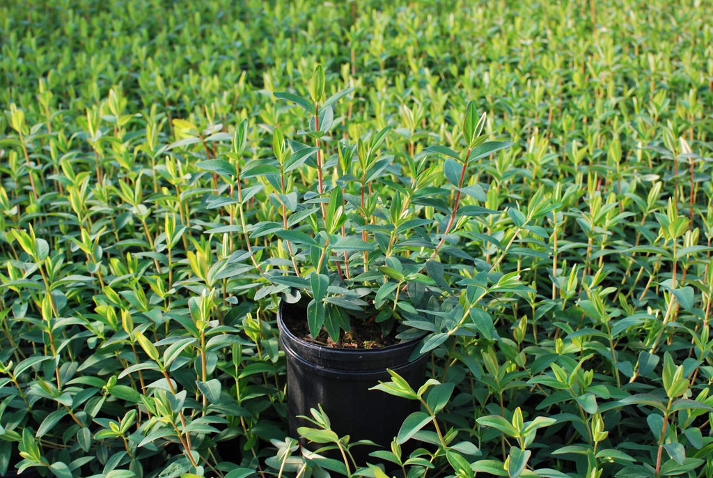 Perennial Farm Marketplace Hypericum Hidcote St. John's Wort - image 3