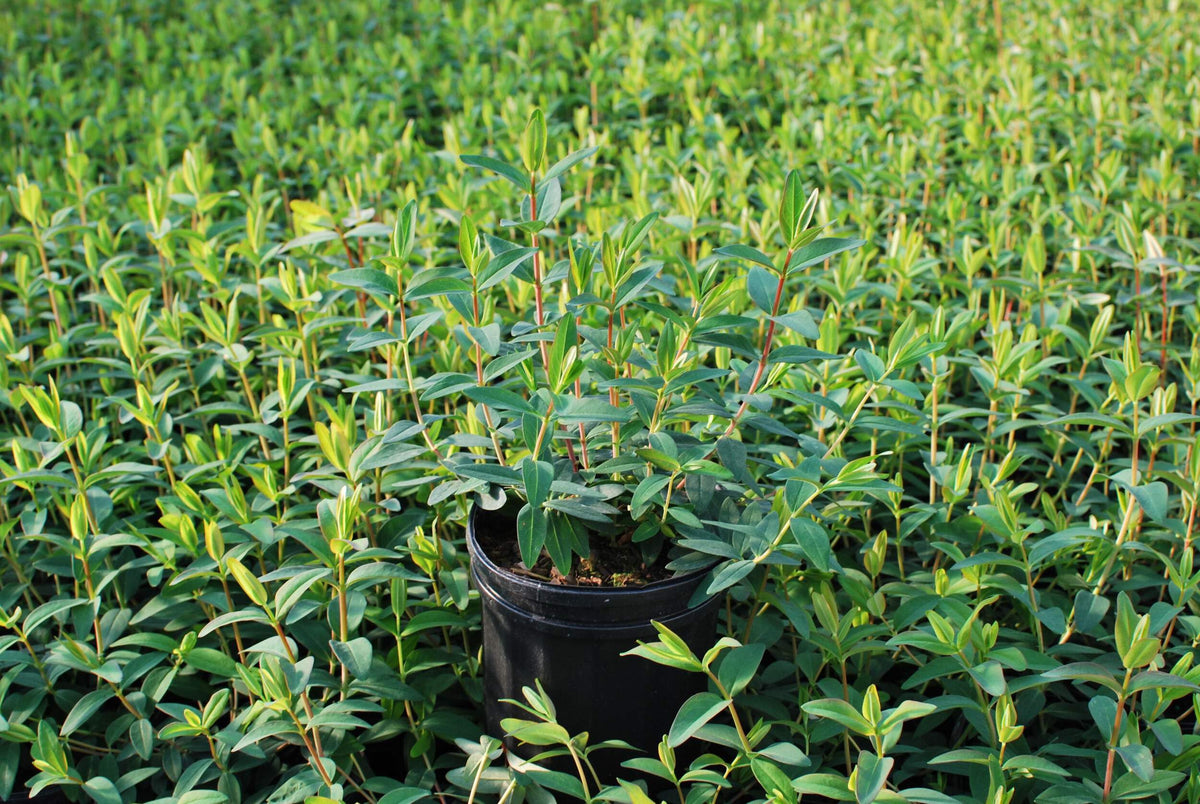 Perennial Farm Marketplace Hypericum Hidcote St. John's Wort - image 3
