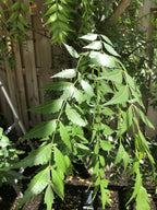 Goodluck Ganesha Fresh Neem Leaves - 200 Count - image 5