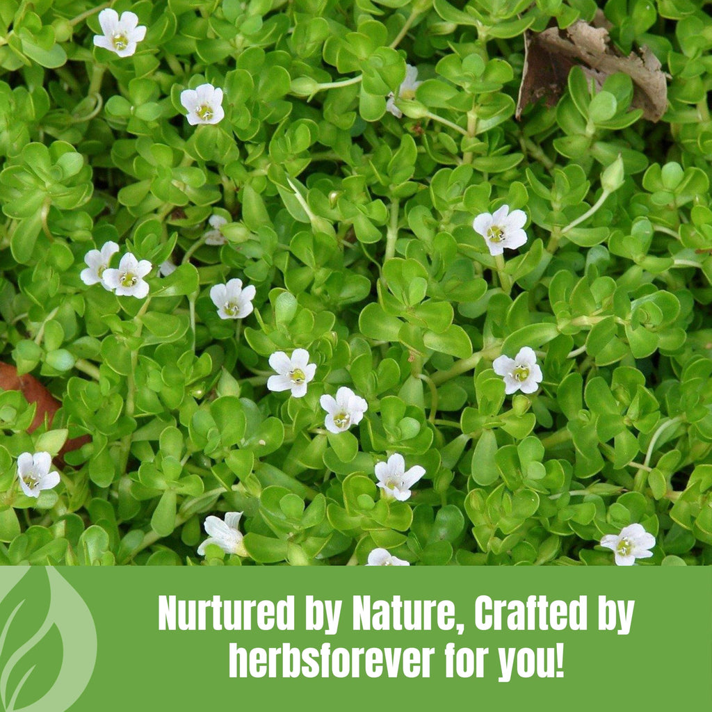 Herbsforever Brahmi Powder 100% Pure Bacopa Monnieri - 230g - image 8