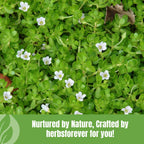 Herbsforever Brahmi Powder 100% Pure Bacopa Monnieri - 230g - image 8