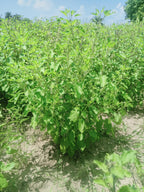CARMEL ORGANICS Herbs Powder