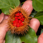 Cardiovascular Research Vitamin E Annatto Tocotrienols DeltaGOLD - 120 Softgels - image 4
