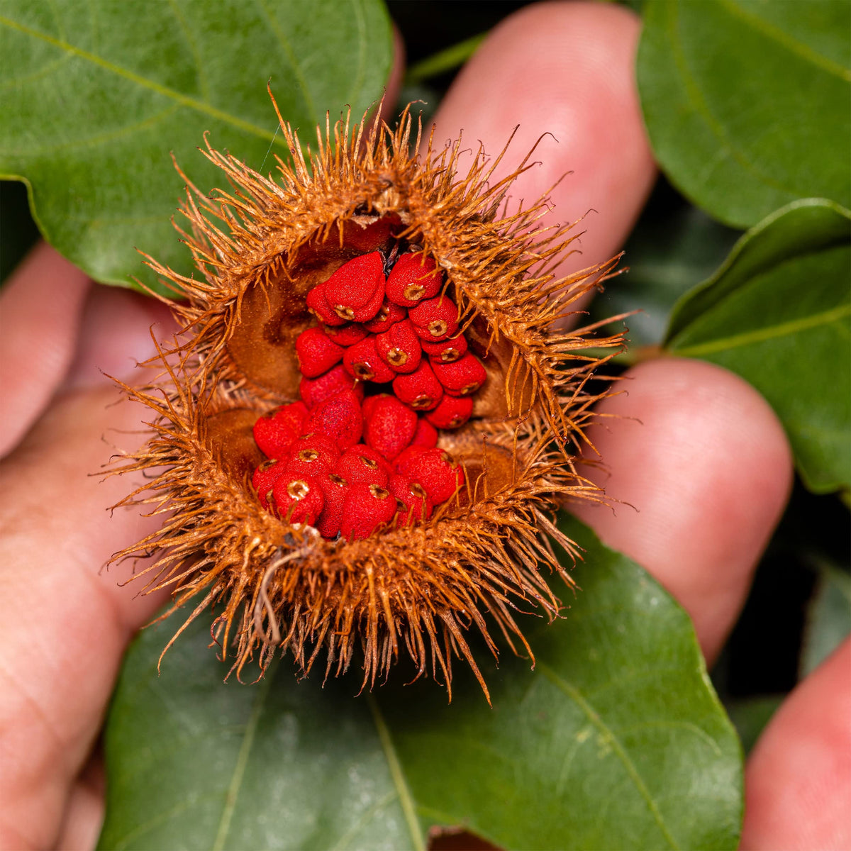 Cardiovascular Research Vitamin E Annatto Tocotrienols DeltaGOLD - 120 Softgels - image 4