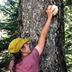 Wilderness Poets Organic Lion's Mane Mushroom Powder - California