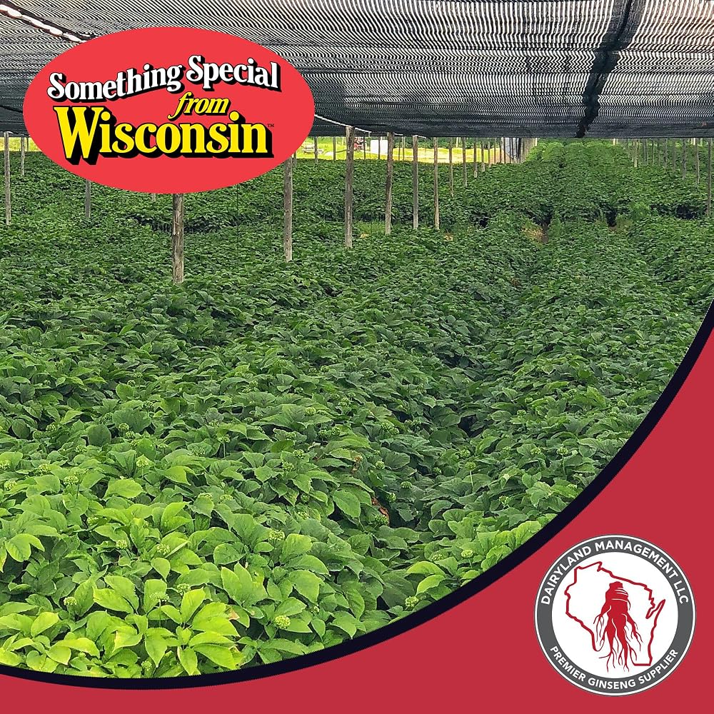 Dairyland American Ginseng Slices - 4 oz Wisconsin Root - image 5