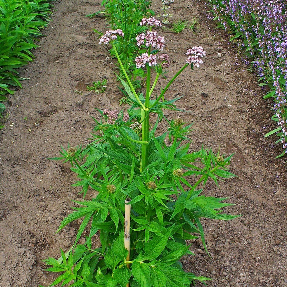 Frozen Seed Capsules Anthos Valerian Seeds - 100 Seeds - image 6