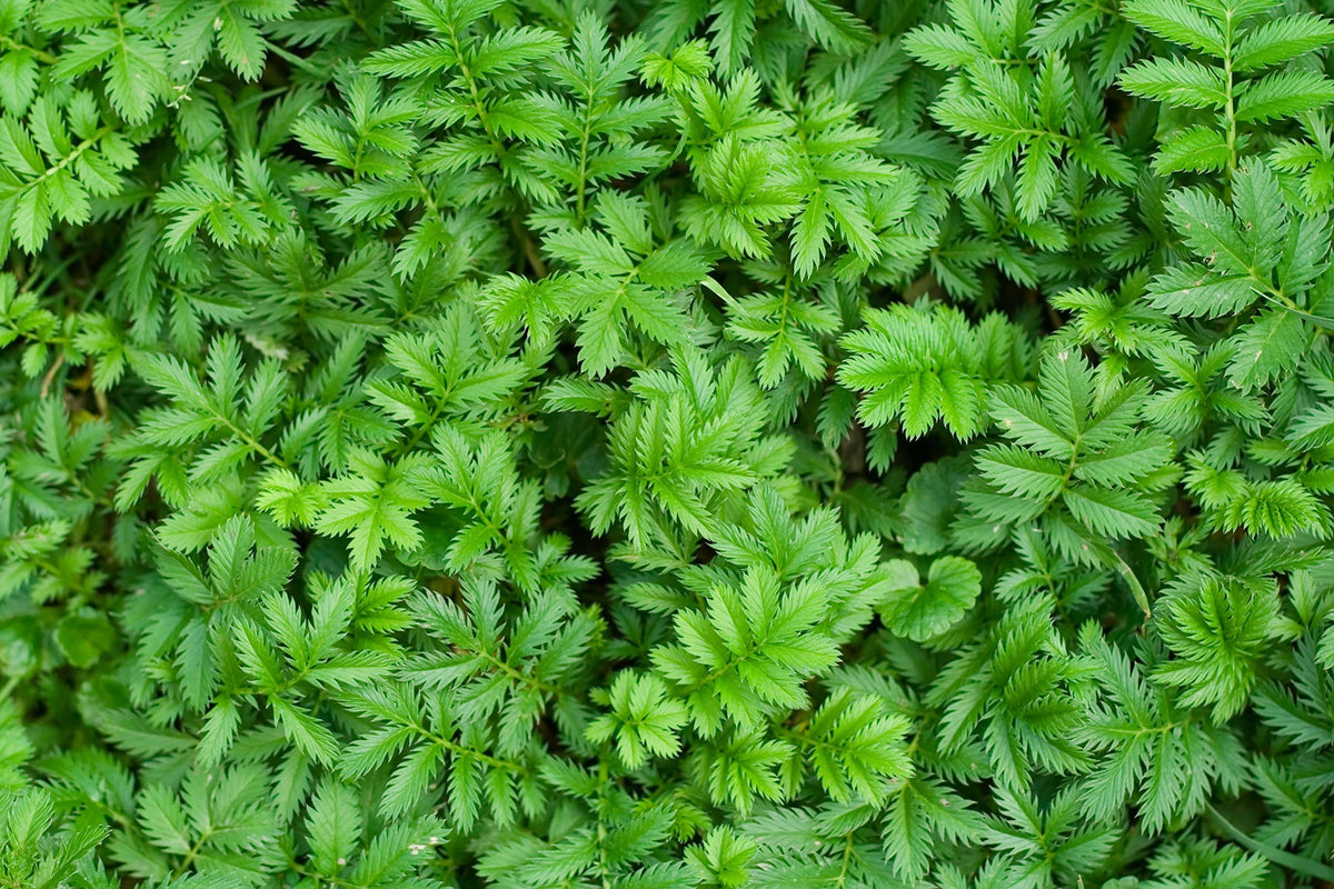 Health Embassy Silverweed Herb Tea - 100g - image 5