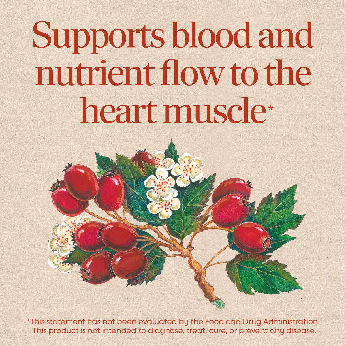Nature's Way HeartCare Hawthorn Standardized Extract - 120 Tablets - image 3