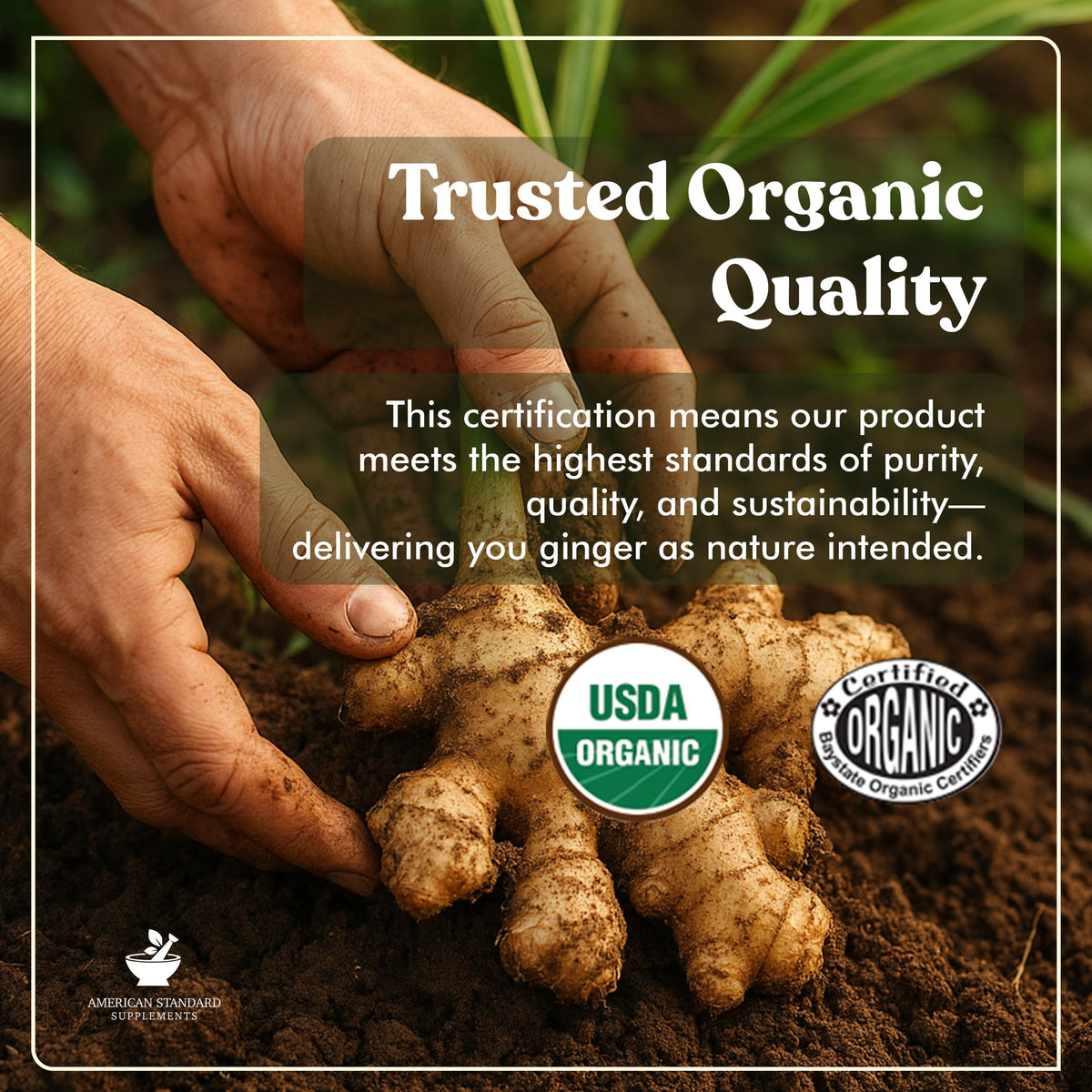 American Standard Supplements Organic Ginger Extract - 90 Capsules - image 3