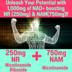 SHIZAM Nicotinamide Riboside NAD+ Gummies - 60 Count - image 3