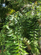 Goodluck Ganesha Fresh Neem Leaves - 50 Count