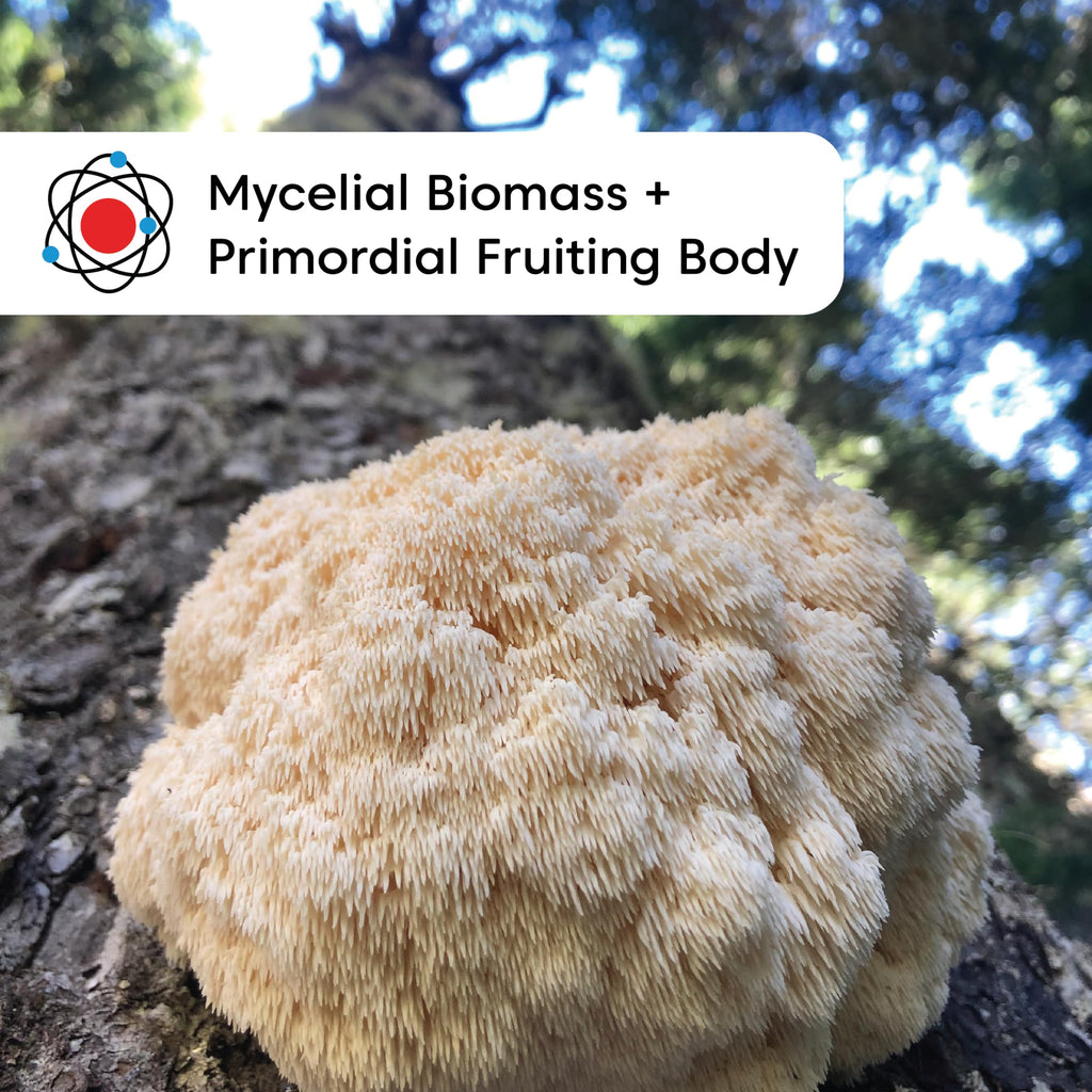 Wilderness Poets Organic Lion's Mane Mushroom Powder - California