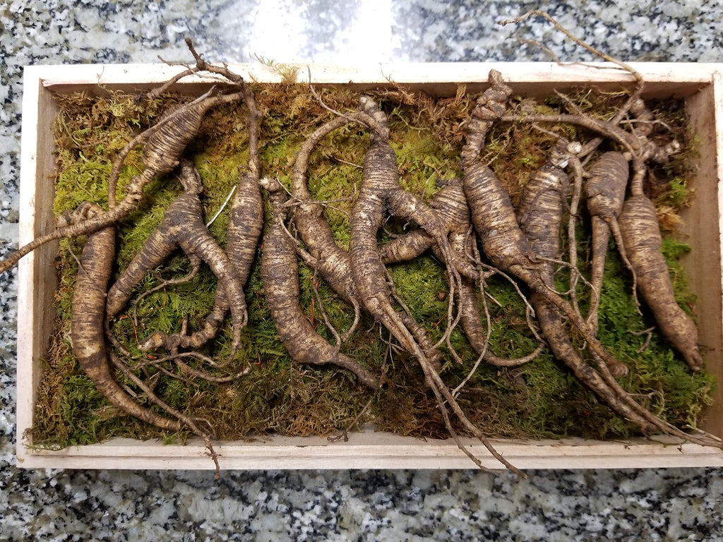 ANDYKINGPARTS American Wild Ginseng Root Appalachian - 65g