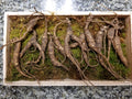 ANDYKINGPARTS American Wild Ginseng Root Appalachian - 65g