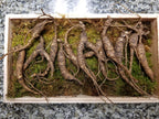 ANDYKINGPARTS American Wild Ginseng Root Appalachian - 65g