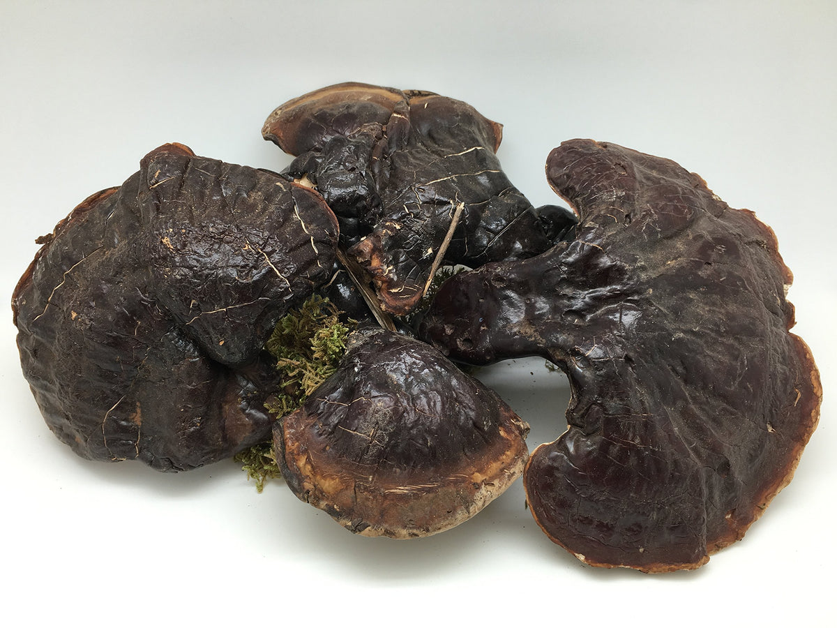 Yu Wei Ginseng Wild American Ganoderma Lucidum Powder - 30g - image 2