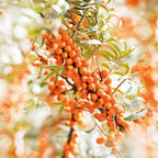 Weleda Hydrating Sea Buckthorn Body and Beauty Oil - 3.4 Fl Oz - image 8