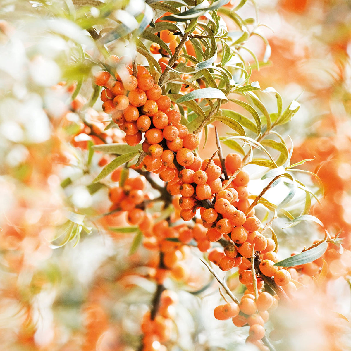 Weleda Hydrating Sea Buckthorn Body and Beauty Oil - 3.4 Fl Oz - image 8