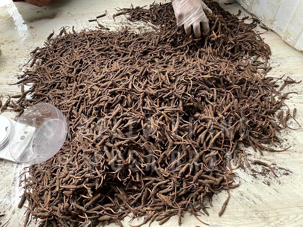 Xi Ge Ge Wild Tibet Cordyceps Sinensis - 0.5 oz - image 4