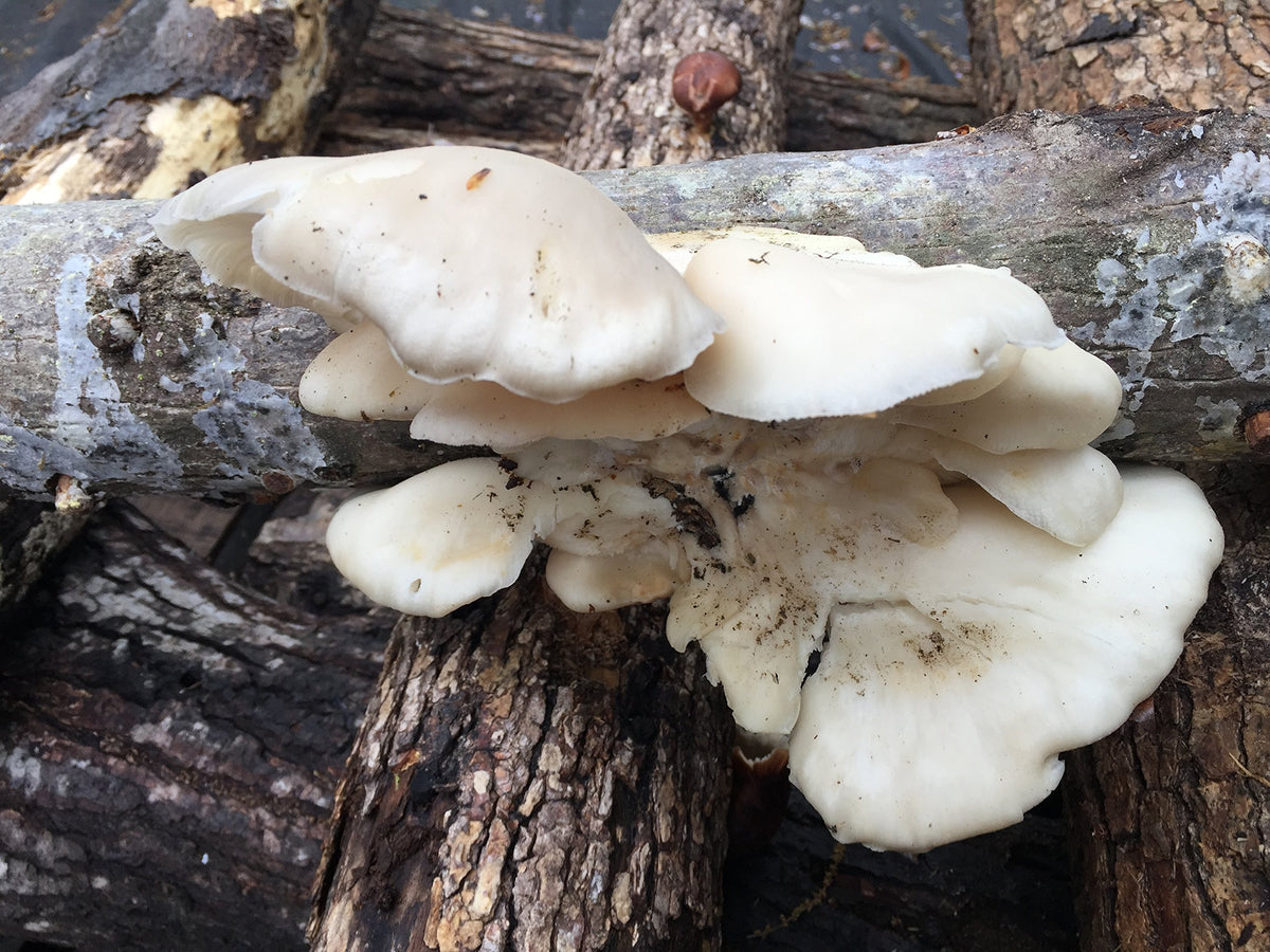 2funguys Oyster Mushroom Mycelium Plug Spawn - 100 Count - image 3
