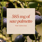 Nature's Way Saw Palmetto Berries; 585 mg; Non-GMO Project Verified;