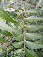 Green World Fresh Neem Leaves and Chewing Sticks - 30 Stems - image 3