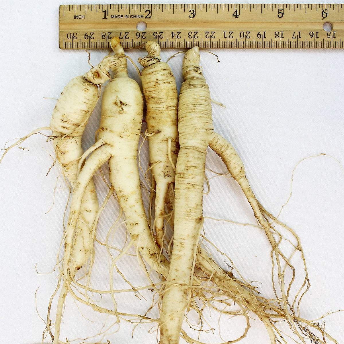 WOHO Cultivated Fresh American Ginseng Jumbo - 8 oz (6-8 Roots)