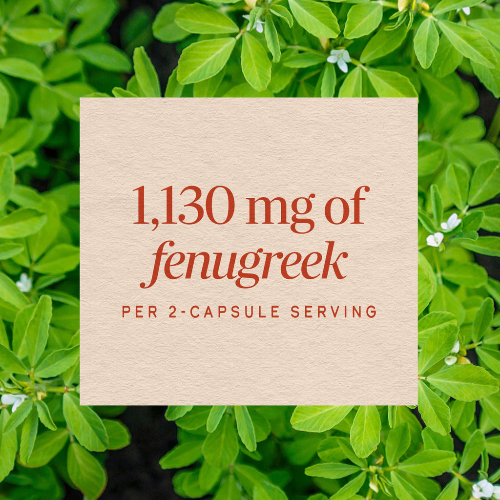 Nature's Way Fenugreek Seed Capsules for Lactation Support - 320ct - image 4