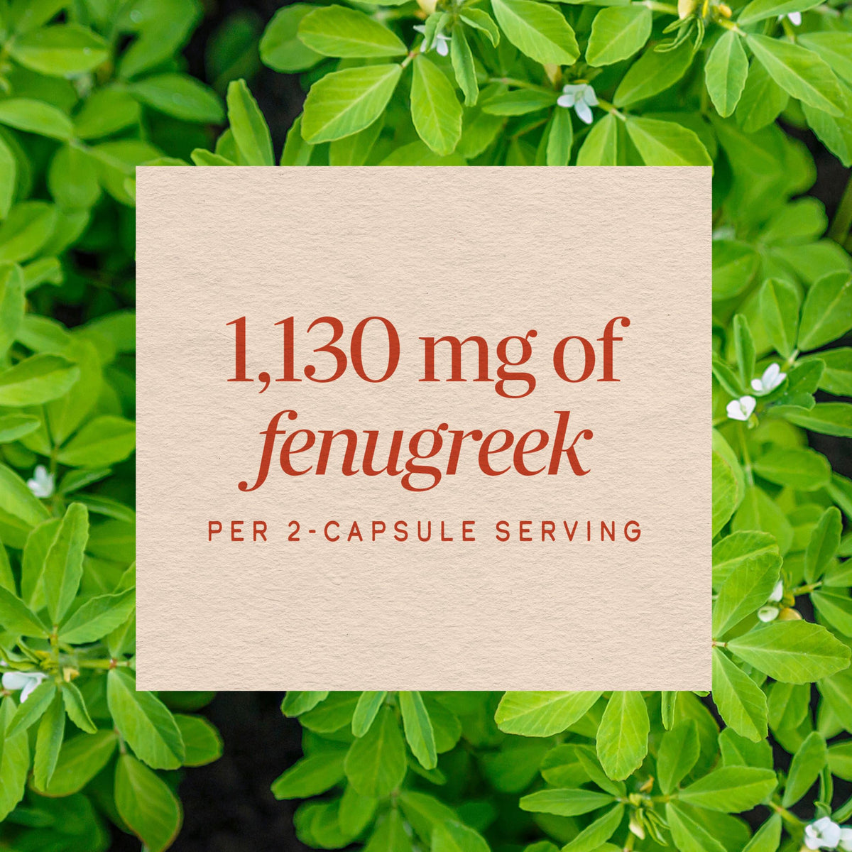Nature's Way Fenugreek Seed Capsules for Lactation Support - 320ct - image 4