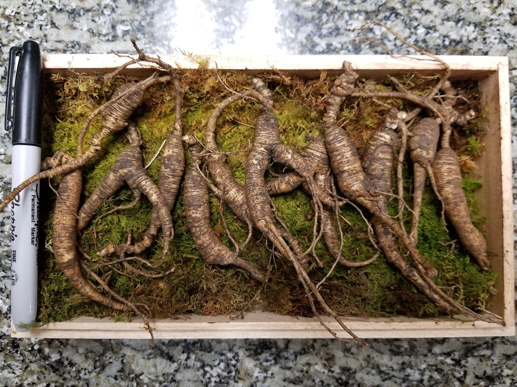 ANDYKINGPARTS American Wild Ginseng Root Appalachian - 65g - image 2