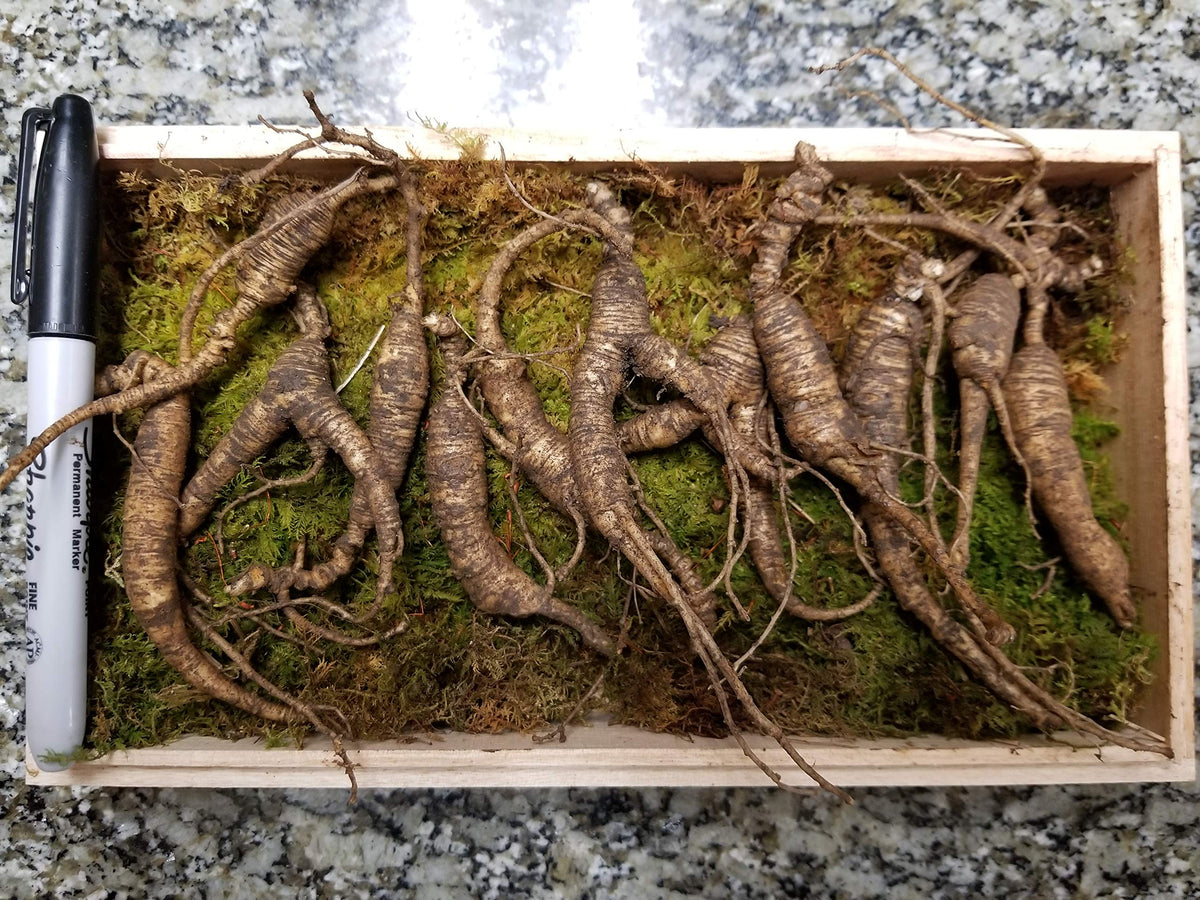 ANDYKINGPARTS American Wild Ginseng Root Appalachian - 65g - image 2