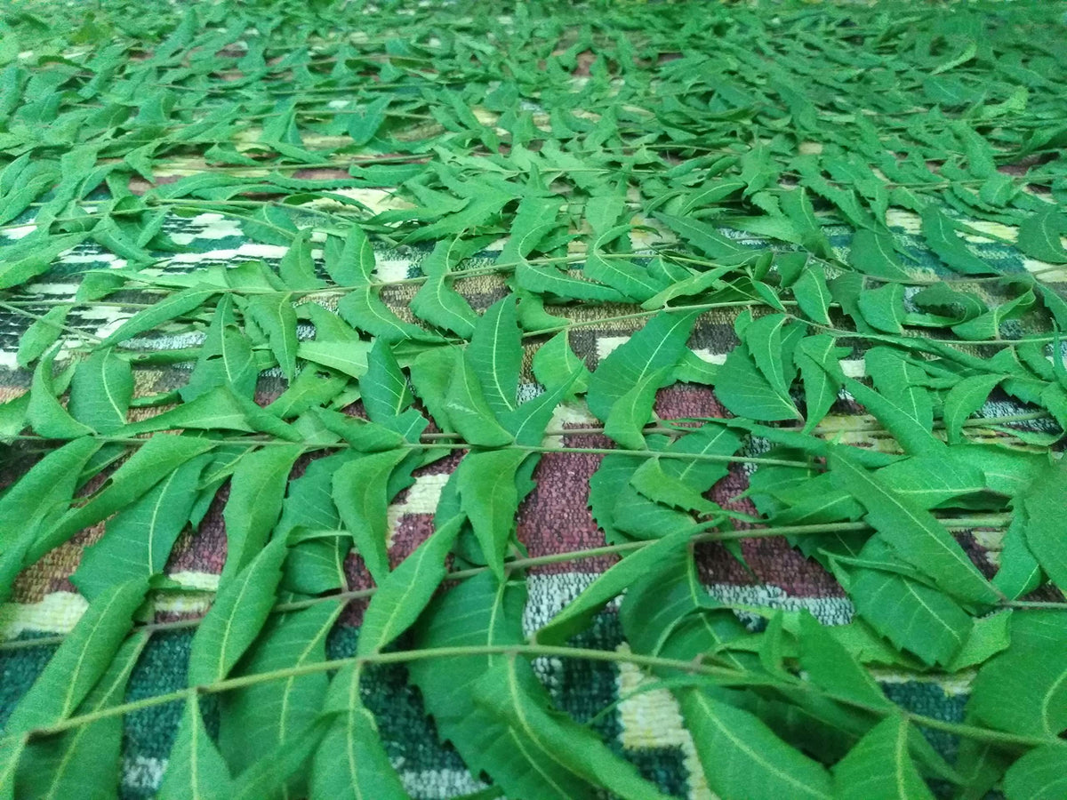 Green World Fresh Neem Leaves and Chewing Sticks - 30 Stems - image 8
