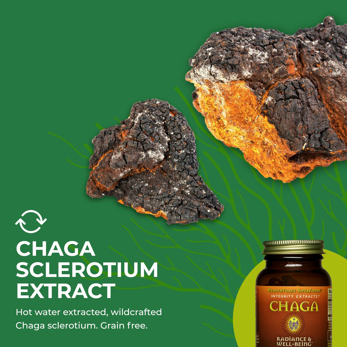 HEALTHFORCE SUPERFOODS Integrity Extracts Chaga Powder - 150 Grams - image 6