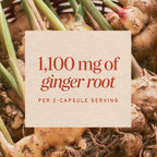 Nature's Way Ginger Root Capsules 1100 mg - 240 Capsules - image 4