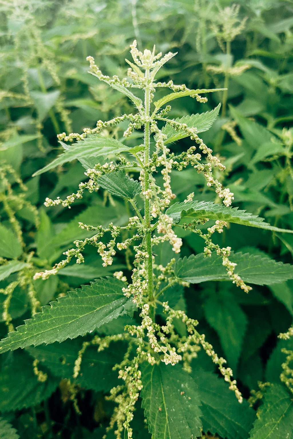 Bluechai Stinging Nettle Seeds Vegan Protein - 20g - image 4