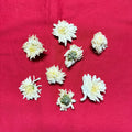 Xi Yao Peng Juhua Chrysanthemum Herbal Supplement - 100g