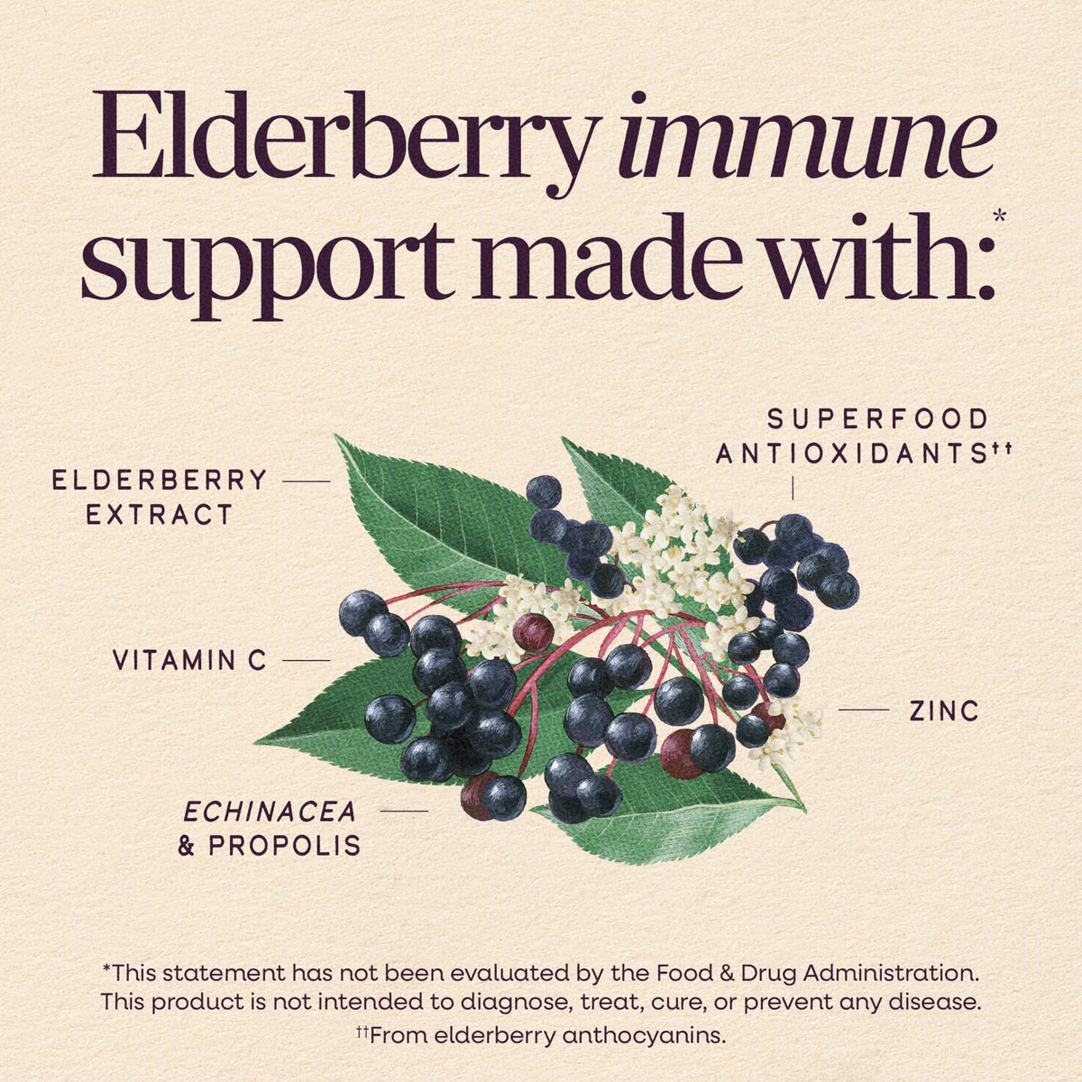 Nature's Way Sambucus Immune Elderberry Syrup with Vitamin C & Zinc - 8 Fl Oz - image 4