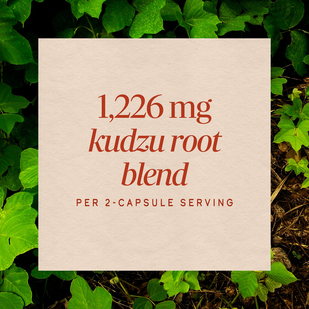 Nature's Way Kudzu Root Capsules 1,226 mg - 50 Capsules - image 4