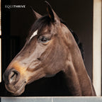 Equithrive Original Joint Powder Horse Supplement Molasses - 8 lbs - image 6