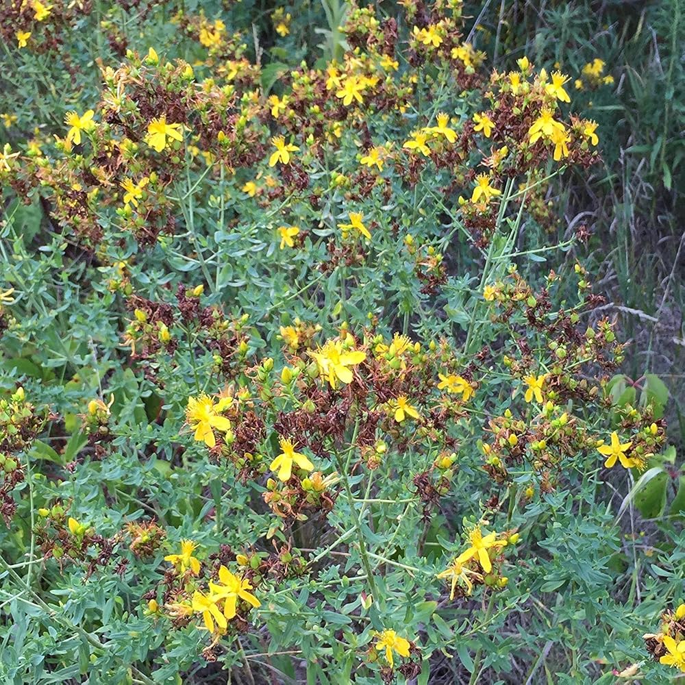 Palm Beach Medicinal Herbs St. John's Wort Seeds - 200 Count - image 2