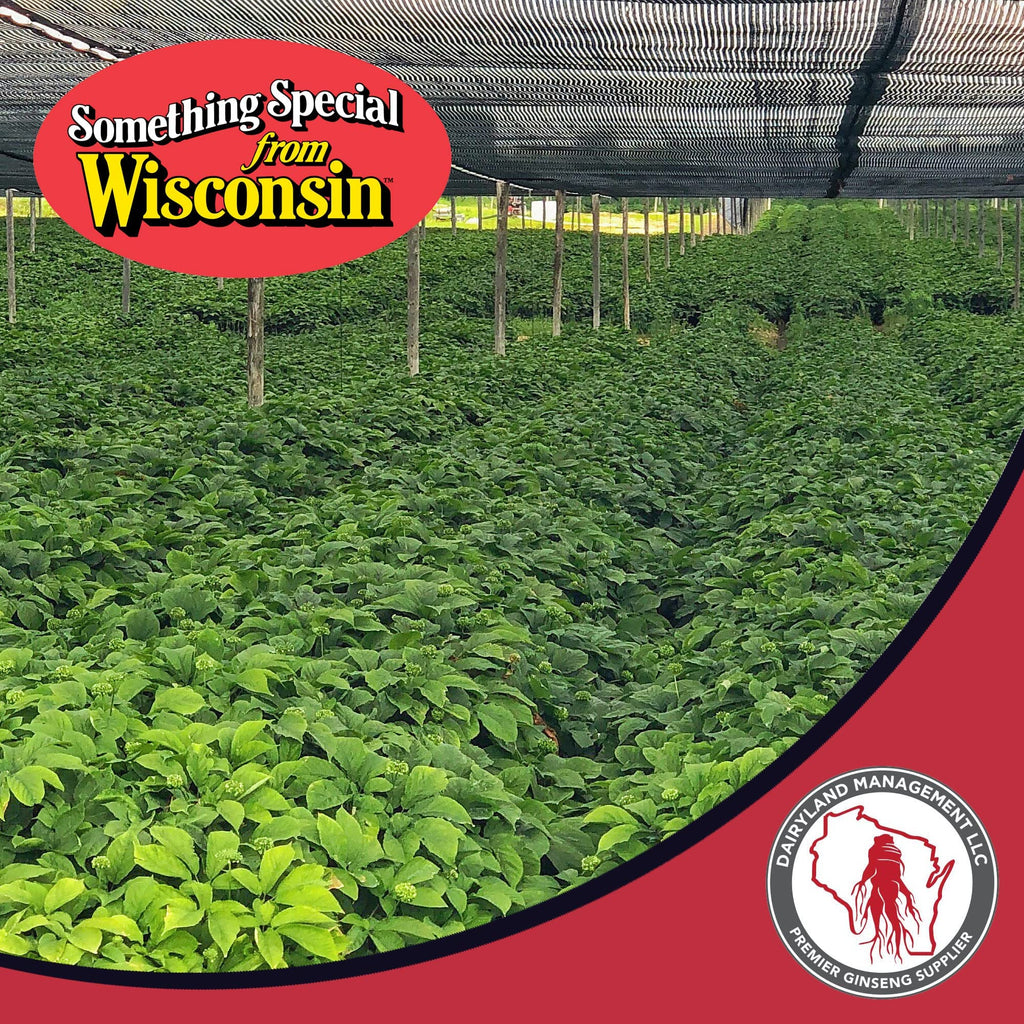 Dairyland Management LLC Tea