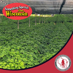 Dairyland Management LLC Tea